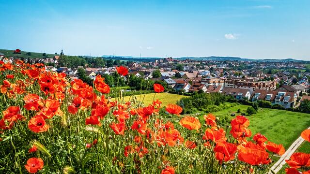 Lauffen am Neckar - durch die Blumen...