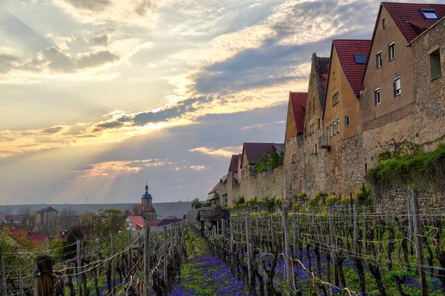 Regiswindiskirche, Weinberg und Stadtmauer in Lauffen im Frühling