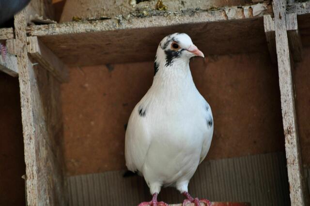 Im Taubenhaus | Foto: Daniela Somers