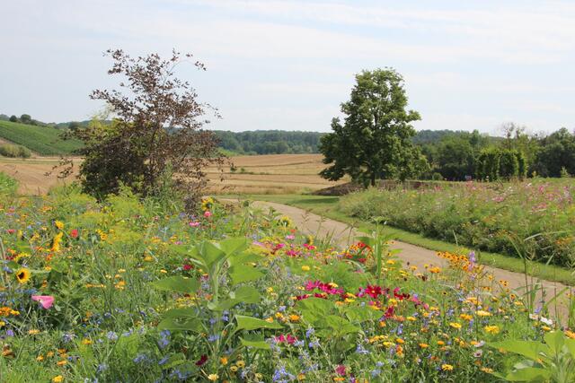 In Flein durch Feld und Blumenwiesen im Sommer 2022 wandern