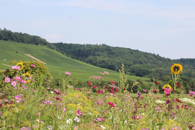 In Flein durch Feld und Blumenwiesen mit Blick auf die Weinberge