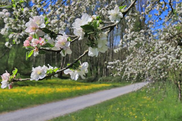 Baumblüte im Schozachtal