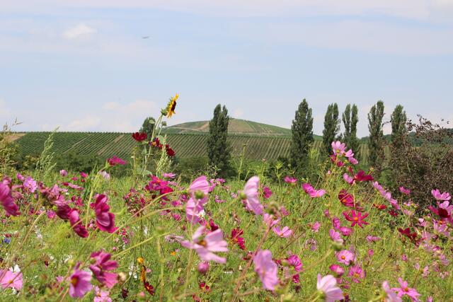 In Flein durch Feld und Blumenwiesen, im Hintergrund der Staufenberg