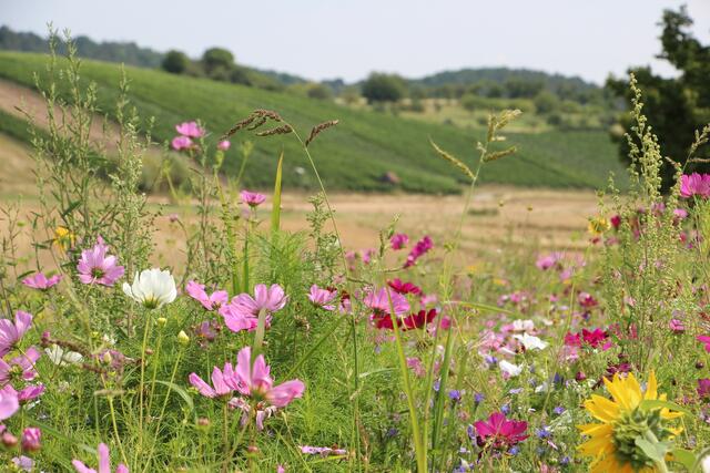 In Flein durch Feld und Blumenwiesen mit Blick auf die Weinberge Sommer 2022