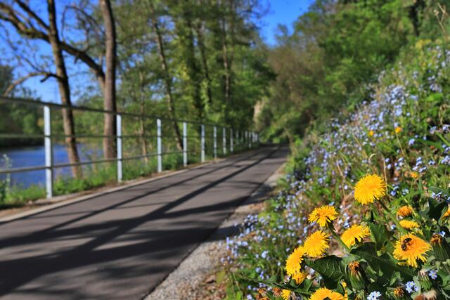 Neckartalradweg bei Lauffen