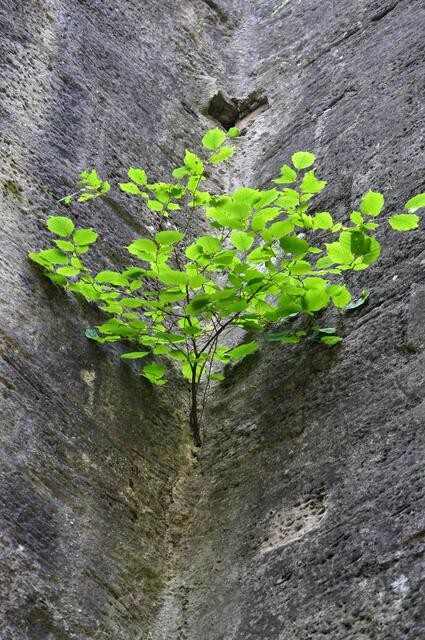 Die Natur kommt zurück