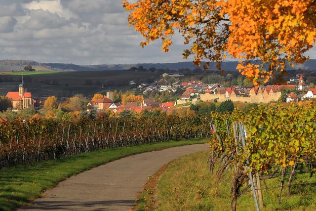 Herbst in den Lauffener Weinbergen