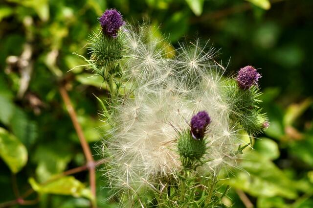 In Watte gepackt. Gänsedistel | Foto: Daniela Somers