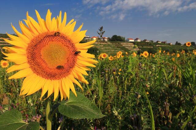 Sonnenblumenfeld in Lauffen
