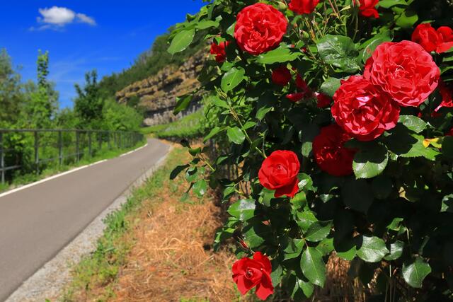 Neckartalradweg bei Lauffen