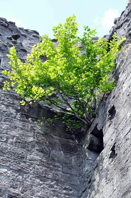 Überall wachsen Bäume aus den Mauern | Foto: Daniela Somers