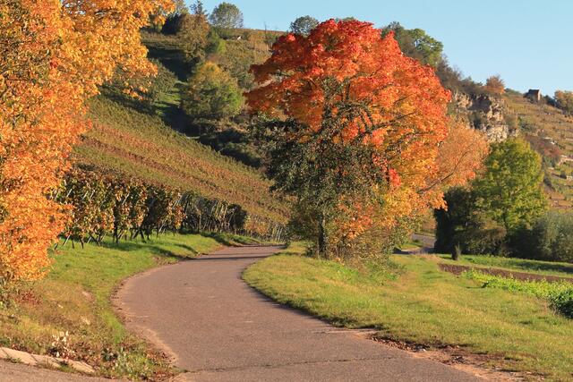 Herbst in den Lauffener Weinbergen