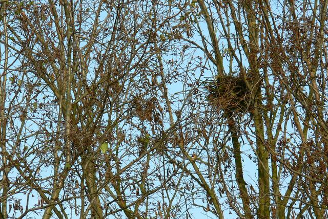 Verlassenes Vogelnest