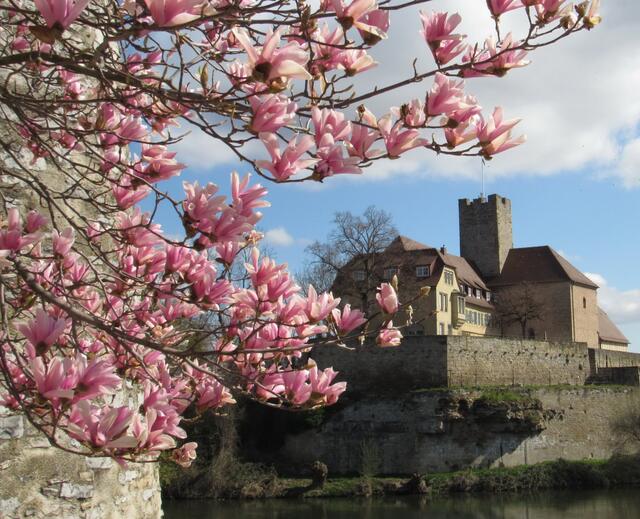 Rathaus im Frühling. Blick durch die Magnolien