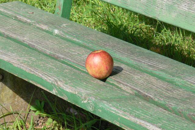 Ein einsamer Apfel lädt zur kleinen Pause ein