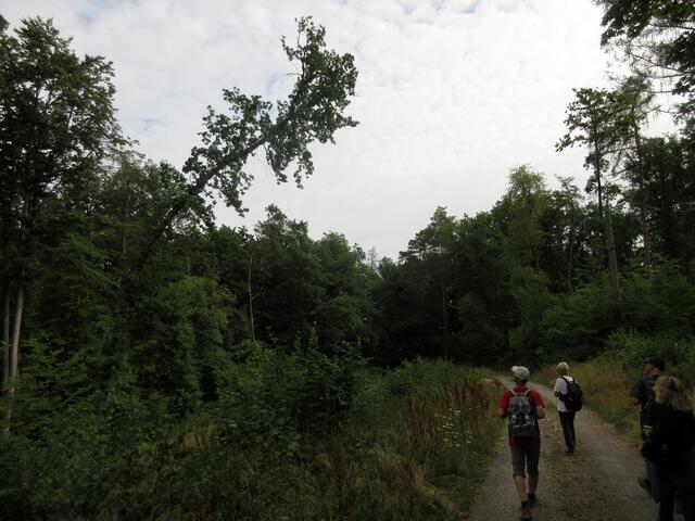 Im Mosbacher Wald verneigt sich ein Baum vor den Wanderern.
