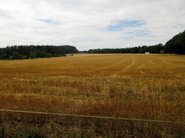 "Fields of Gold", so klingt es im Ohr, wenn man in dieser herrlichen Landschaft unterwegs ist.