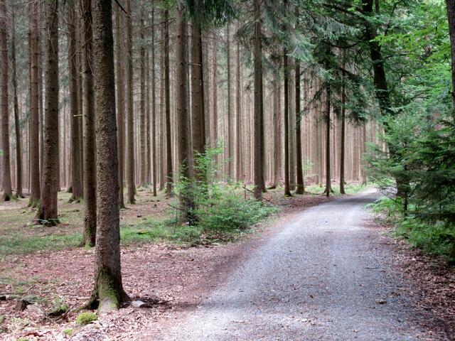 Fichtenwald wie im Märchen, man hat das Gefühl Hänsel und Gretel müssen gleich um die Ecke kommen