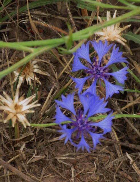 Kornblumen