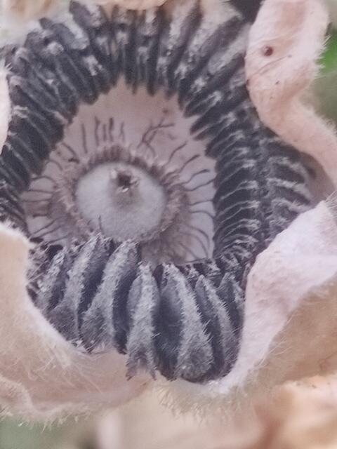 Foto: Daniela Somers