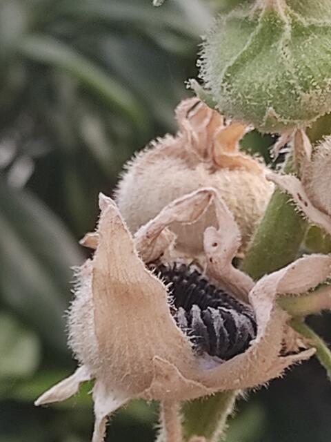 Auflösung | Foto: Daniela Somers