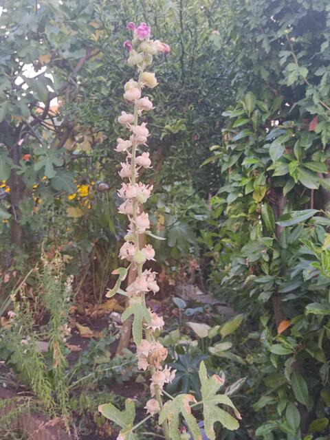 Stockrose, Samenstand | Foto: Daniela Somers