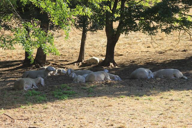 Siesta