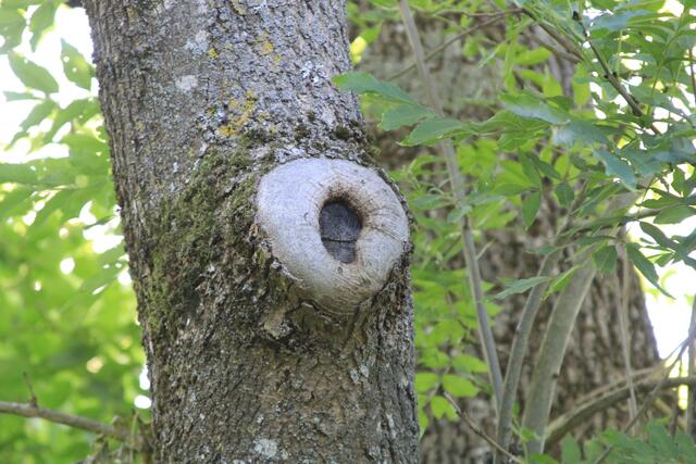die Natur heilt sich selbst