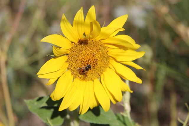 einfach schön
