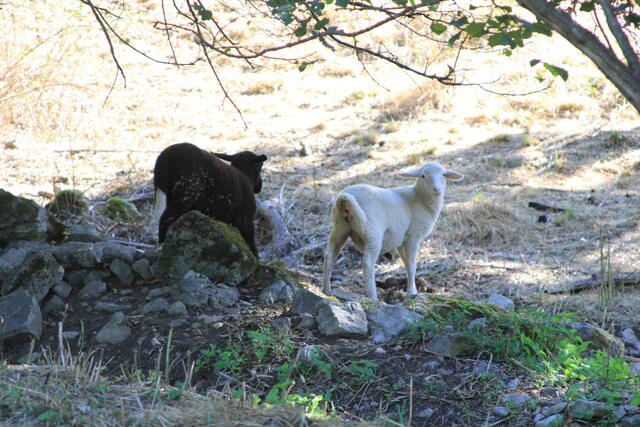 huhu