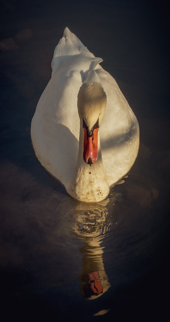 mein lieber Schwan..