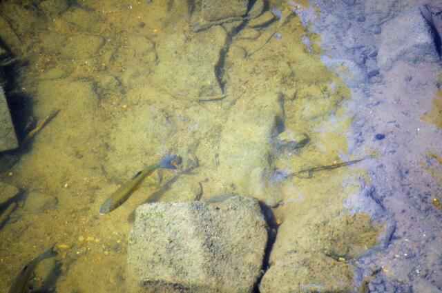 Fische in der Ohrn | Foto: Daniela Somers