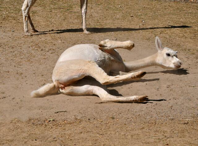 Beim Sandbaden. Das tut gut | Foto: Daniela Somers