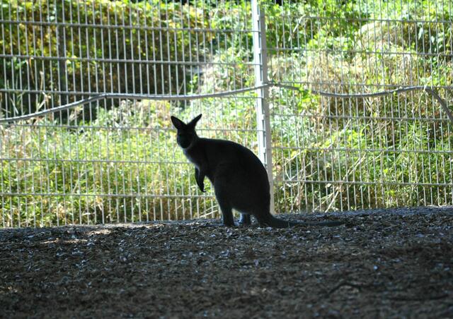 Leider blieb das Känguru auf Abstand | Foto: Daniela Somers