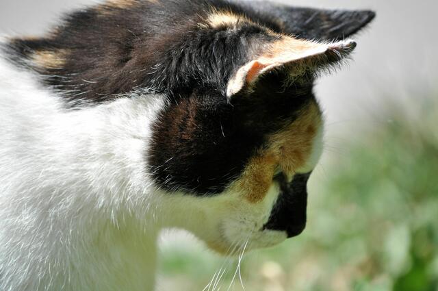 Sie gehört wohl in den Hofgarten. Sehr unerschrocken und zutraulich | Foto: Daniela Somers