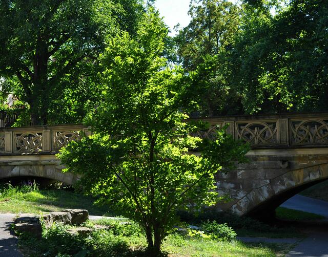 Brücke im Hofgarten | Foto: Daniela Somers