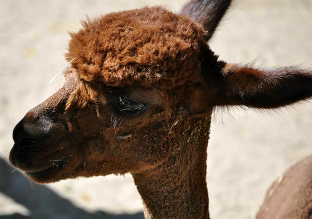 Das jüngste Mitglied der Herde | Foto: Daniela Somers