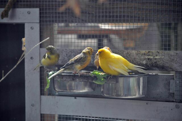 Vogelvoliere | Foto: Daniela Somers