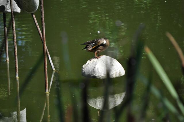 Und die "Kunst" wird von den Enten als Ruheplatz genutzt. | Foto: Daniela Somers