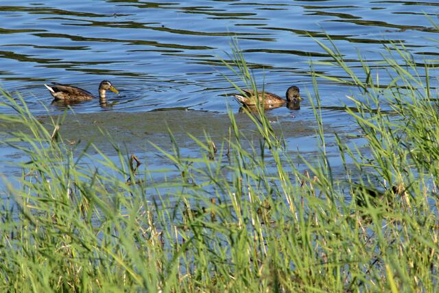 Breitenauer See 8.22