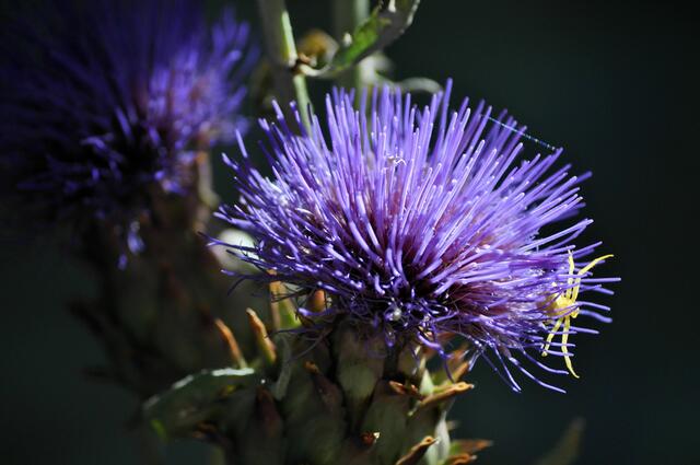 Spinne in der Artischocke, im Kräutergarten | Foto: Daniela Somers