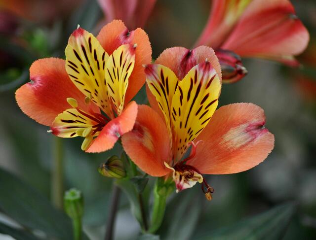 Kübelpflanze im Gewächshaus. Ich komme nicht auf den Namen. | Foto: Daniela Somers