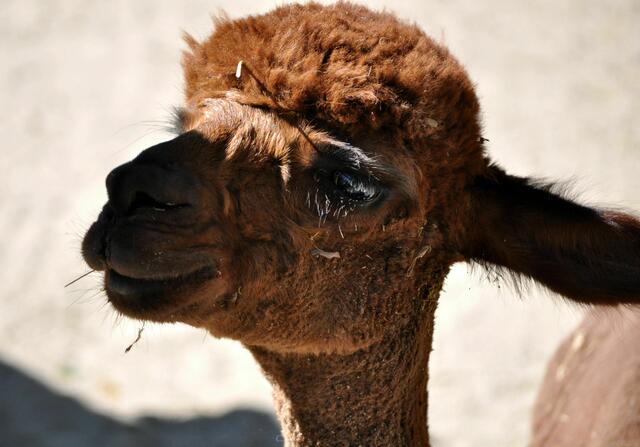 Der Jüngste. | Foto: Daniela Somers