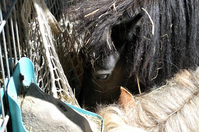 Ponys im Tiergehege | Foto: Daniela Somers