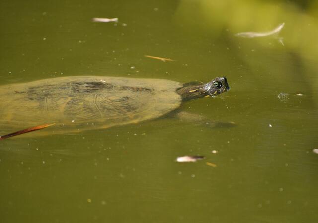 Schildkröte im See | Foto: Daniela Somers