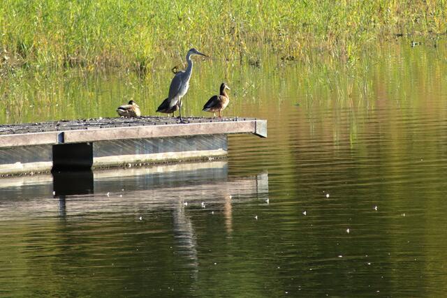 Breitenauer See 8.22