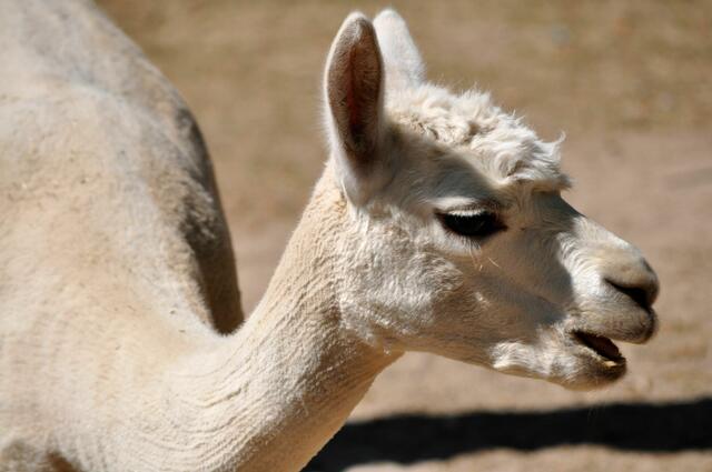 Ich sag euch: es ist warm | Foto: Daniela Somers