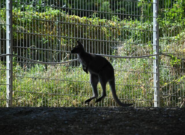 Ich hops mal, das kann ich gut | Foto: Daniela Somers
