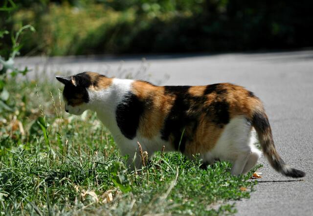 Auf der Jagt | Foto: Daniela Somers