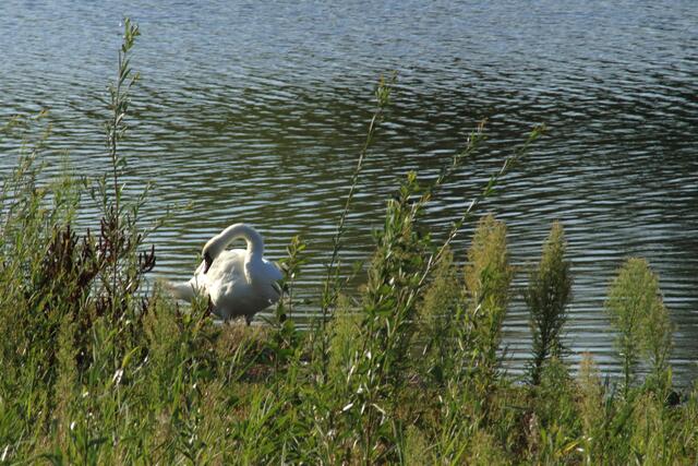 Breitenauer See 8.22